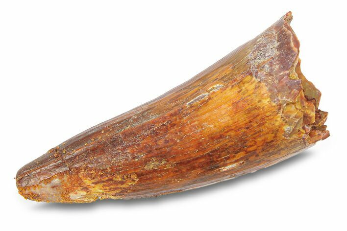 Cretaceous Fossil Crocodylomorph Tooth - Morocco #292219